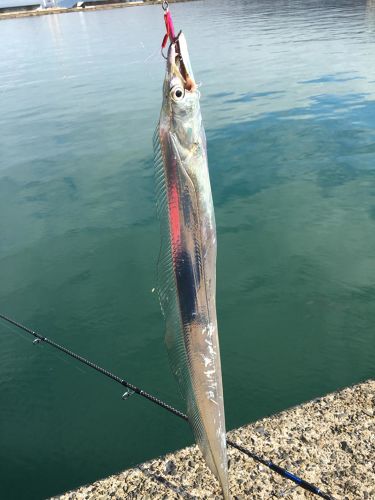 タチウオの釣果