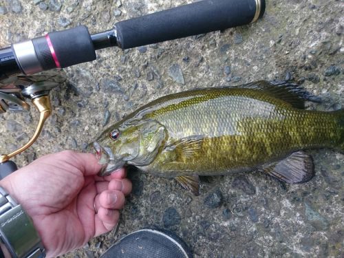 スモールマウスバスの釣果