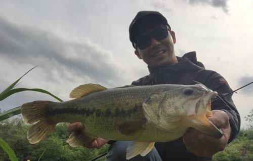 ブラックバスの釣果