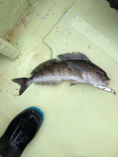 ホッケの釣果