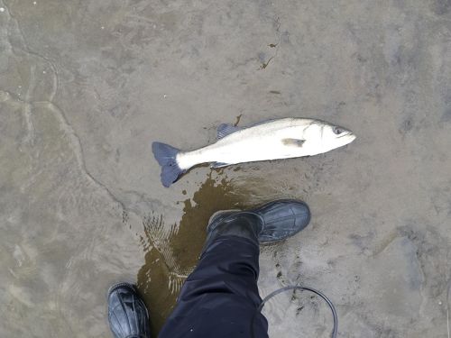 スズキの釣果