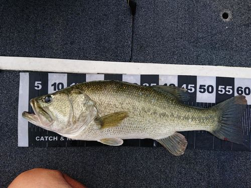 ブラックバスの釣果