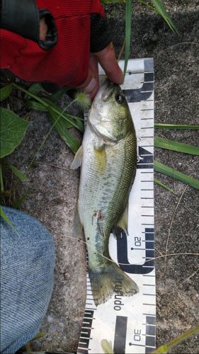 ブラックバスの釣果