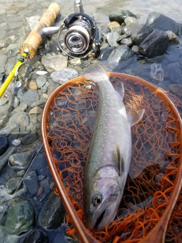 イワナの釣果