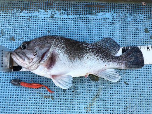 ソイの釣果