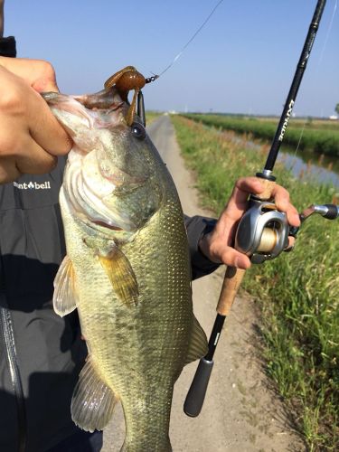 ラージマウスバスの釣果