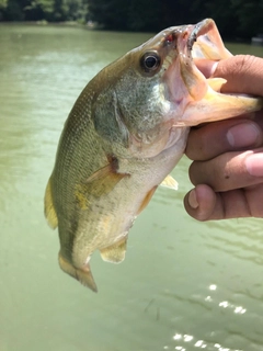 ラージマウスバスの釣果