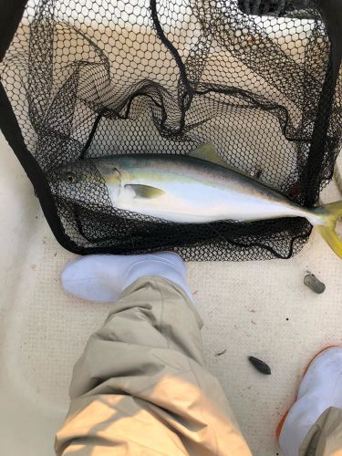 メジロの釣果