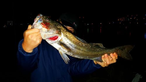 マダカ（マルスズキ）の釣果