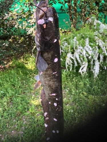 ナマズの釣果