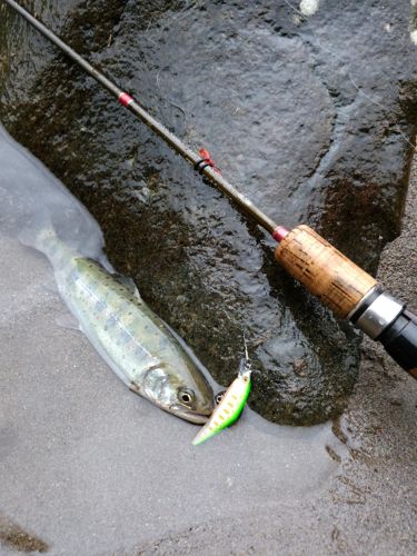 アマゴの釣果