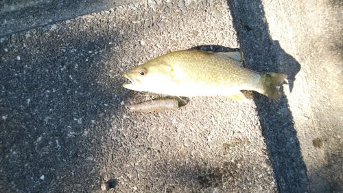 スモールマウスバスの釣果