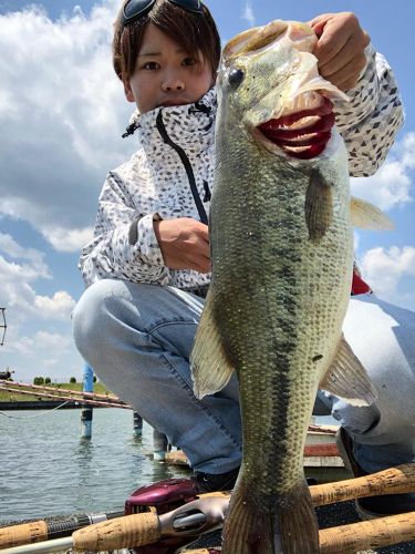 ブラックバスの釣果