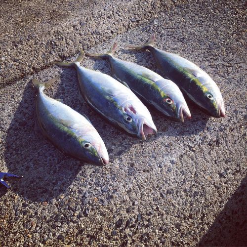 イナダの釣果