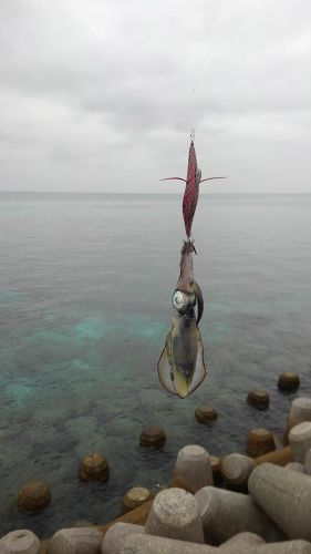 アオリイカの釣果