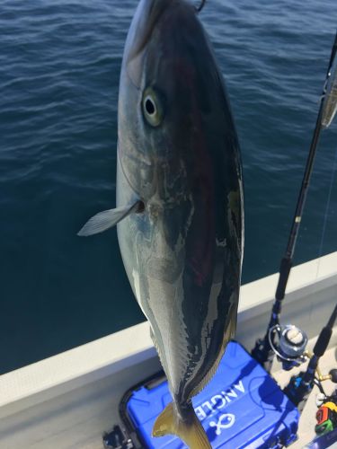 イナダの釣果