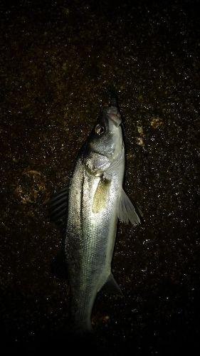 セッパ（マルスズキ）の釣果