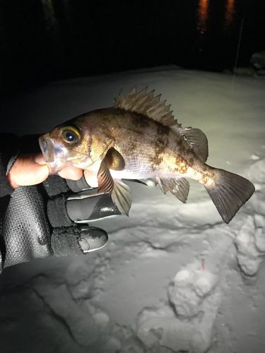 メバルの釣果