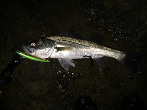 シーバスの釣果