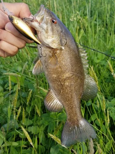 スモールマウスバスの釣果