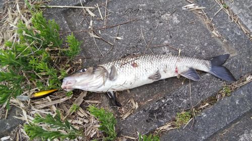 ニゴイの釣果