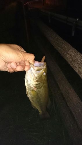 ブラックバスの釣果