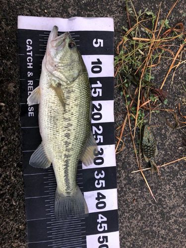 ブラックバスの釣果