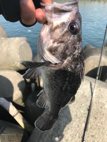 クロソイの釣果