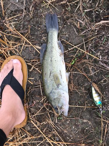 ブラックバスの釣果