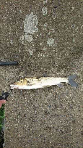 ニゴイの釣果