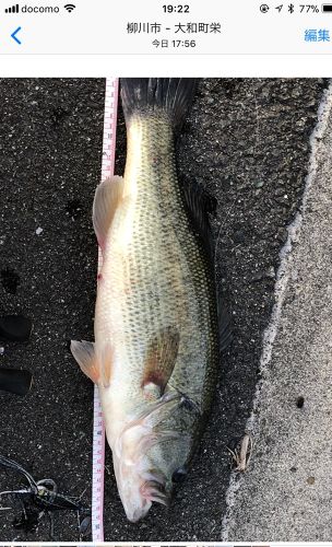 ブラックバスの釣果