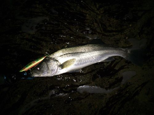 シーバスの釣果