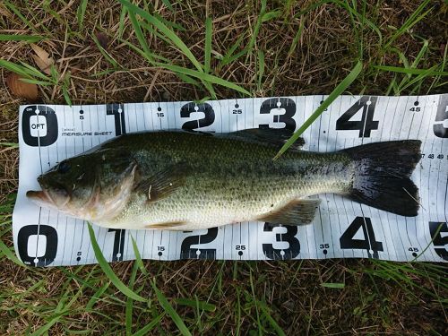 ブラックバスの釣果