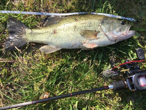 ブラックバスの釣果