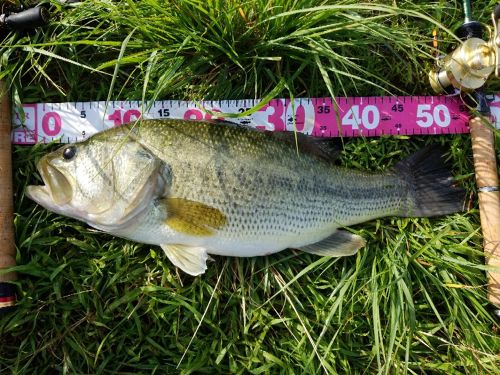 ブラックバスの釣果