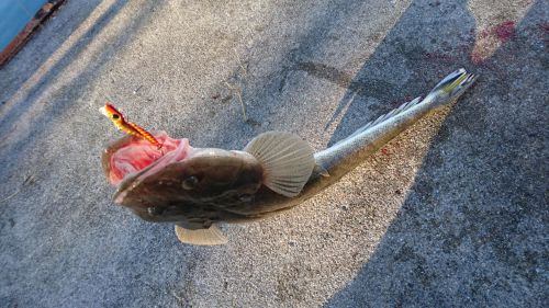 コチの釣果