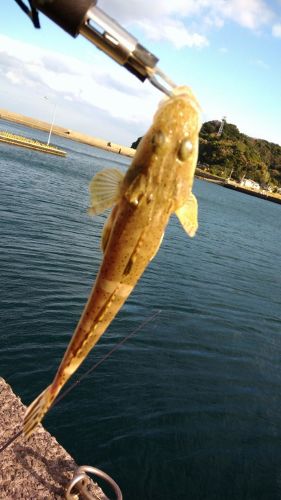 マゴチの釣果