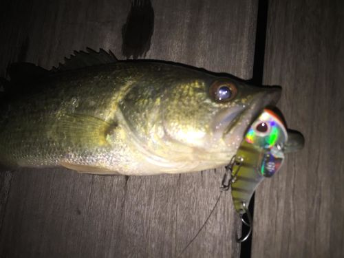 ブラックバスの釣果