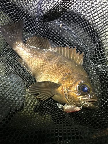 シロメバルの釣果