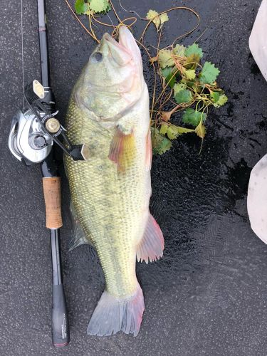 ブラックバスの釣果