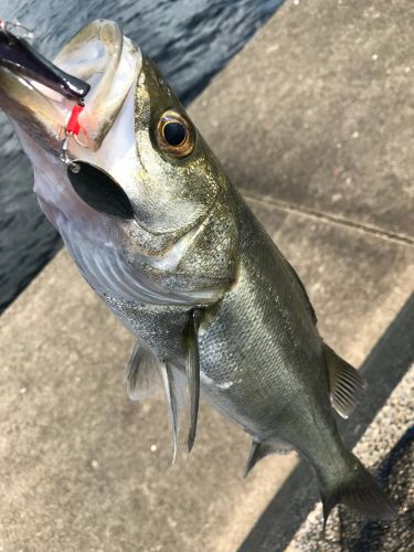 フッコ（マルスズキ）の釣果