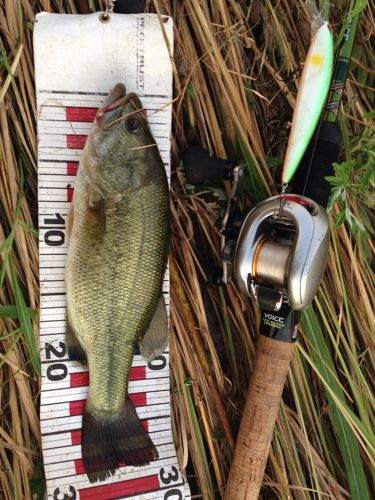 ブラックバスの釣果