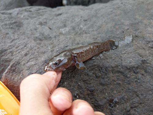 マハゼの釣果