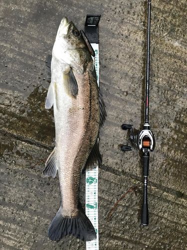 シーバスの釣果