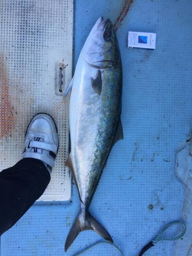 ブリの釣果