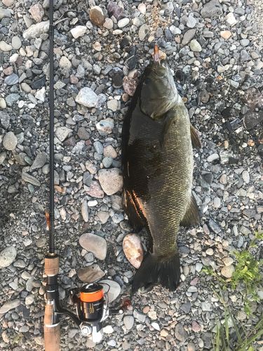 スモールマウスバスの釣果