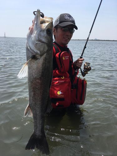 シーバスの釣果