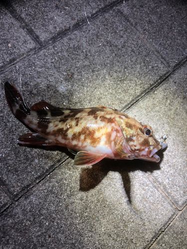 ガシラの釣果