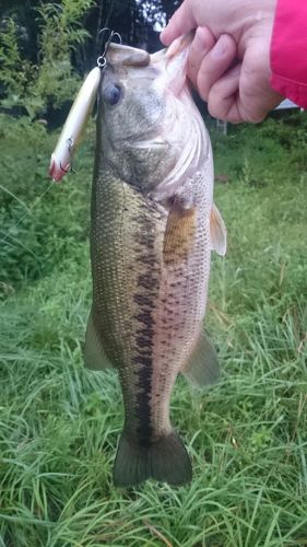 ラージマウスバスの釣果