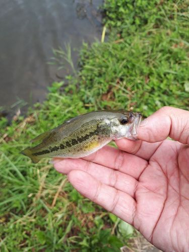 ラージマウスバスの釣果